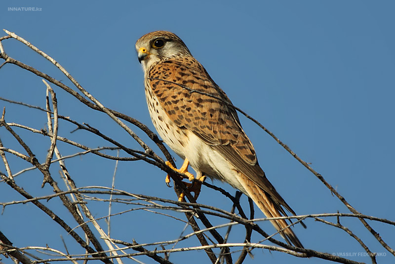 falco-naumanni_01.jpg