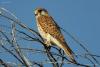 falco-naumanni_01_t1.jpg