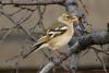 fringilla-coelebs_01_t1.jpg