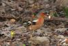 fringilla-coelebs_02_t1.jpg