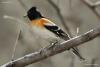 fringilla-montifringilla_01_t1.jpg