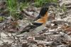 fringilla-montifringilla_02_t1.jpg