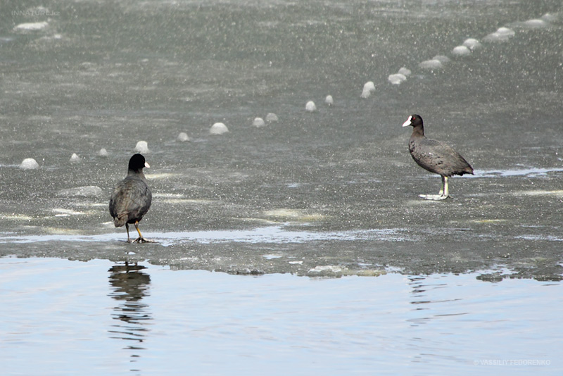 fulica-atra_01.jpg