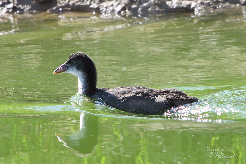 fulica-atra_01_1.jpg