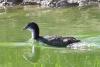 fulica-atra_01_t1_1.jpg