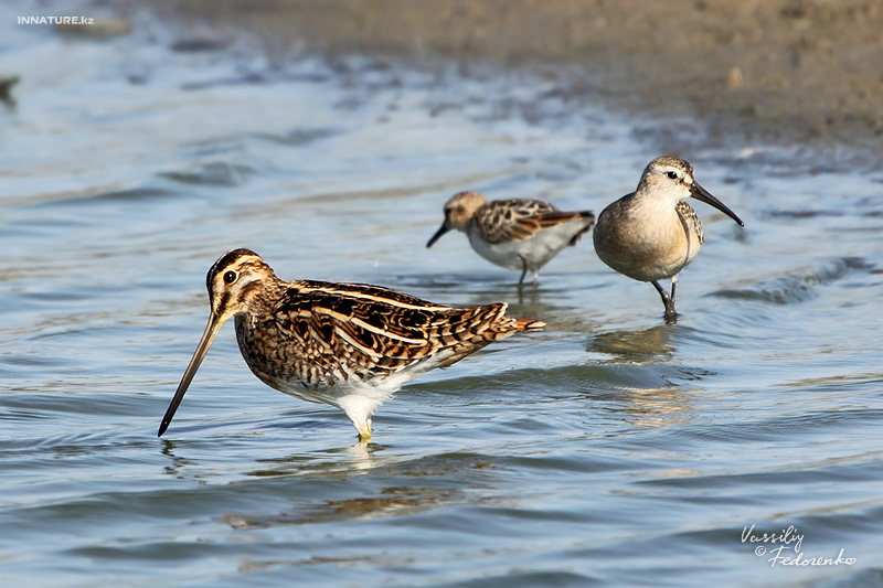 gallinago-gallinago_01_2.jpg
