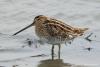 gallinago-gallinago_01_t1.jpg