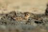 gallinago-gallinago_01_t1_1.jpg