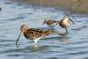 gallinago-gallinago_01_t1_2.jpg