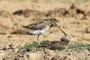 gallinago-gallinago_01_t1_3.jpg
