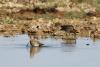 gallinago-gallinago_02_t1.jpg