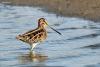 gallinago-gallinago_02_t1_1.jpg