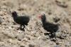 gallinula-chloropus_01_t1.jpg