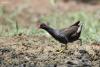 gallinula-chloropus_02_t1.jpg