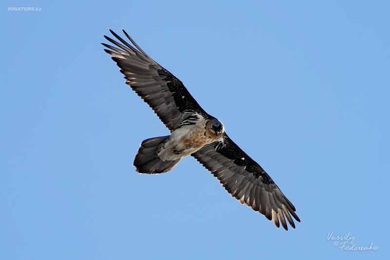 gypaetus-barbatus_02.jpg