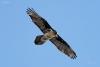 gypaetus-barbatus_02_t1.jpg