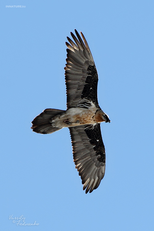 gypaetus-barbatus_03.jpg