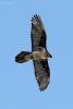 gypaetus-barbatus_03_t1.jpg