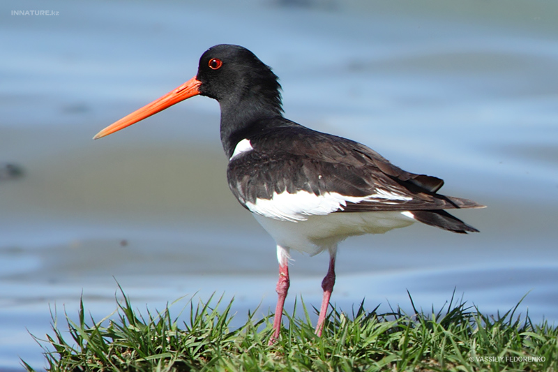 haematopus-ostralegus_01.jpg