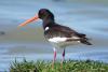 haematopus-ostralegus_01_t1.jpg
