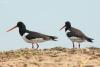 haematopus-ostralegus_01_t1_1.jpg