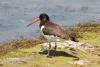 haematopus-ostralegus_01_t1_2.jpg