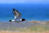 haematopus-ostralegus_01_t1_3.jpg