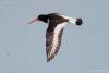 haematopus-ostralegus_02_t1_1.jpg