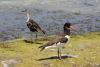 haematopus-ostralegus_02_t1_2.jpg