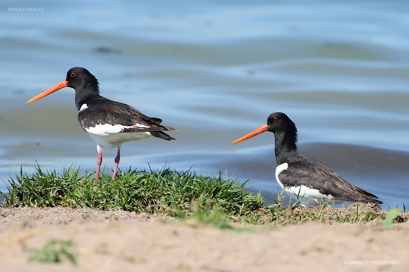 haematopus-ostralegus_03.jpg