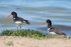 haematopus-ostralegus_03_t1.jpg