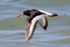 haematopus-ostralegus_04_t1.jpg