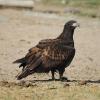 haliaeetus-albicilla_01_t1_2.jpg