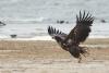 haliaeetus-albicilla_01_t1_3.jpg