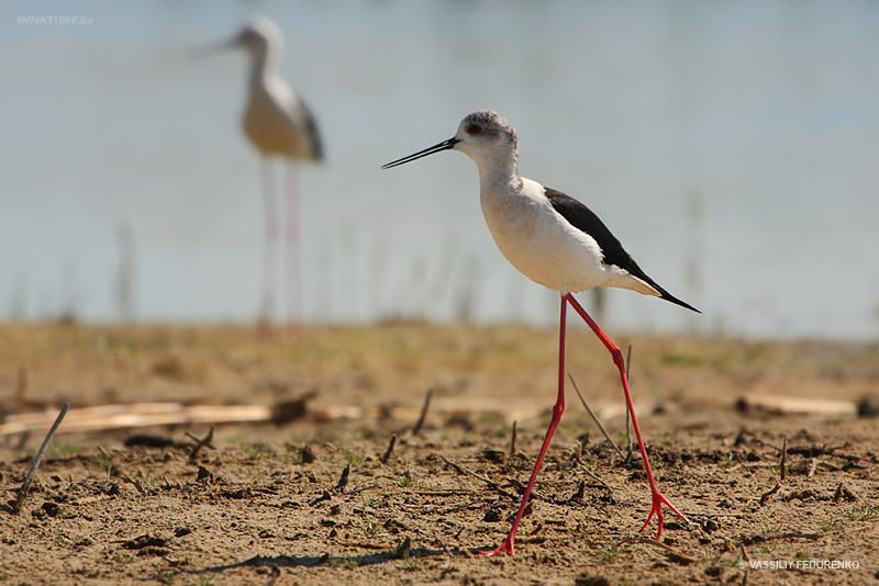 himantopus-himantopus_01_1.jpg