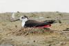 himantopus-himantopus_01_t1_3.jpg