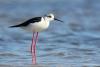 himantopus-himantopus_02_t1_1.jpg