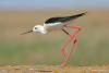 himantopus-himantopus_04_t1.jpg