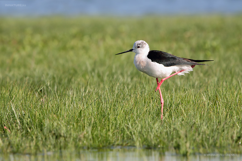 himantopus-himantopus_06.jpg