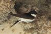 hirundo-urbica_01_t1.jpg