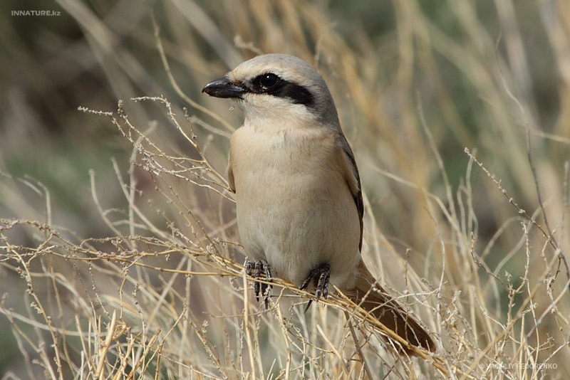 lanius-isabellinus-speculigerus_01.jpg
