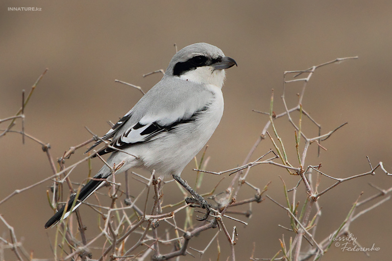 lanius-pallidirostris_01.jpg