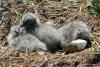 larus-cachinnans_01_t1.jpg