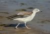 larus-cachinnans_01_t1_2.jpg