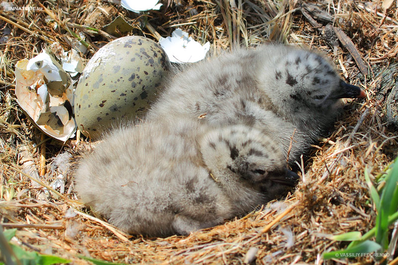 larus-cachinnans_02.jpg
