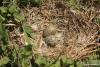 larus-cachinnans_02_t1_1.jpg