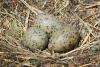 larus-cachinnans_04_t1.jpg