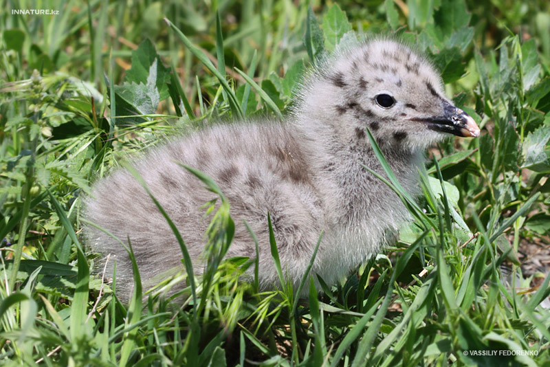 larus-cachinnans_05.jpg