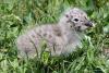 larus-cachinnans_05_t1.jpg