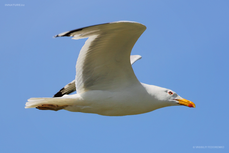 larus-cachinnans_06.jpg